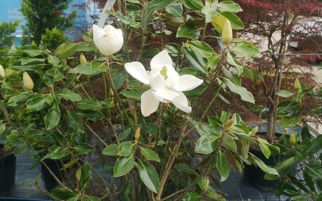 Magnolia grandiflora Little Gem
