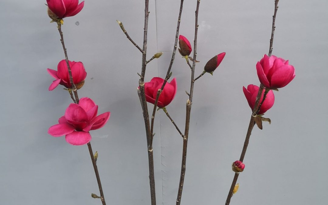Magnolia Watermelon