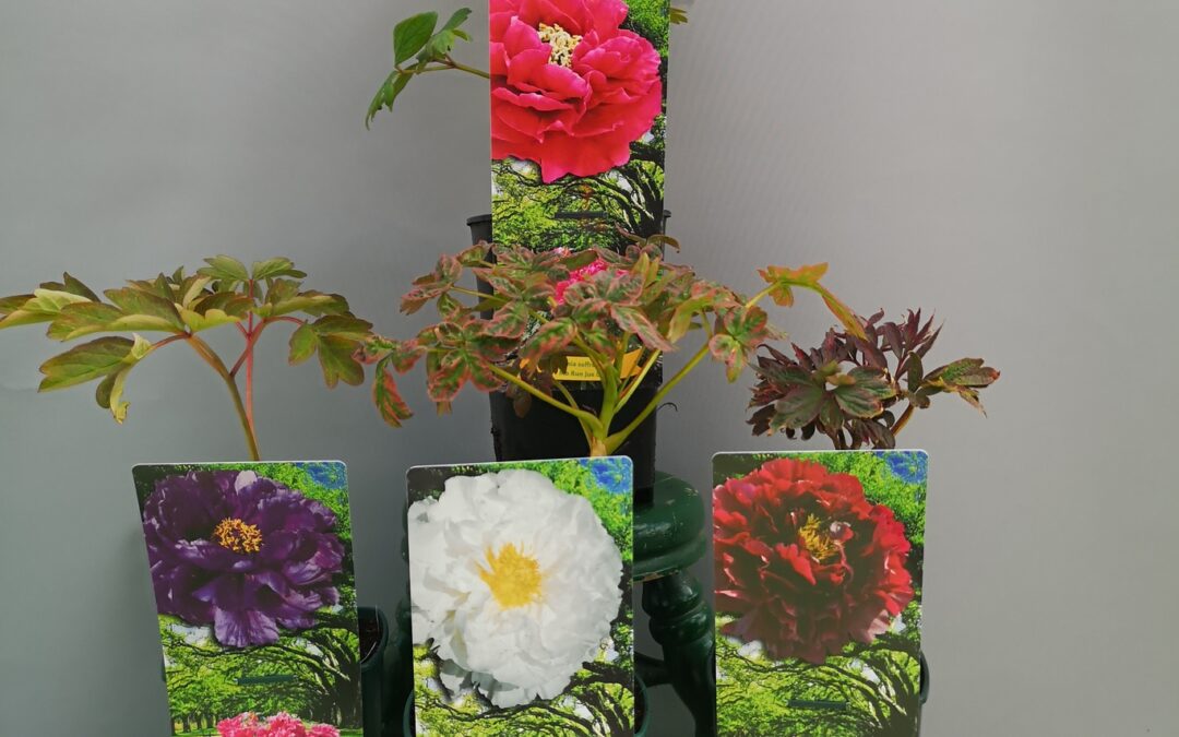 Paeonia sufruticosa
