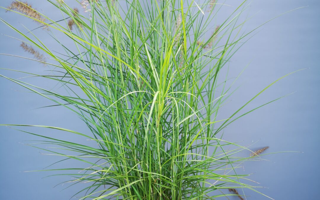 Pennisetum hameln