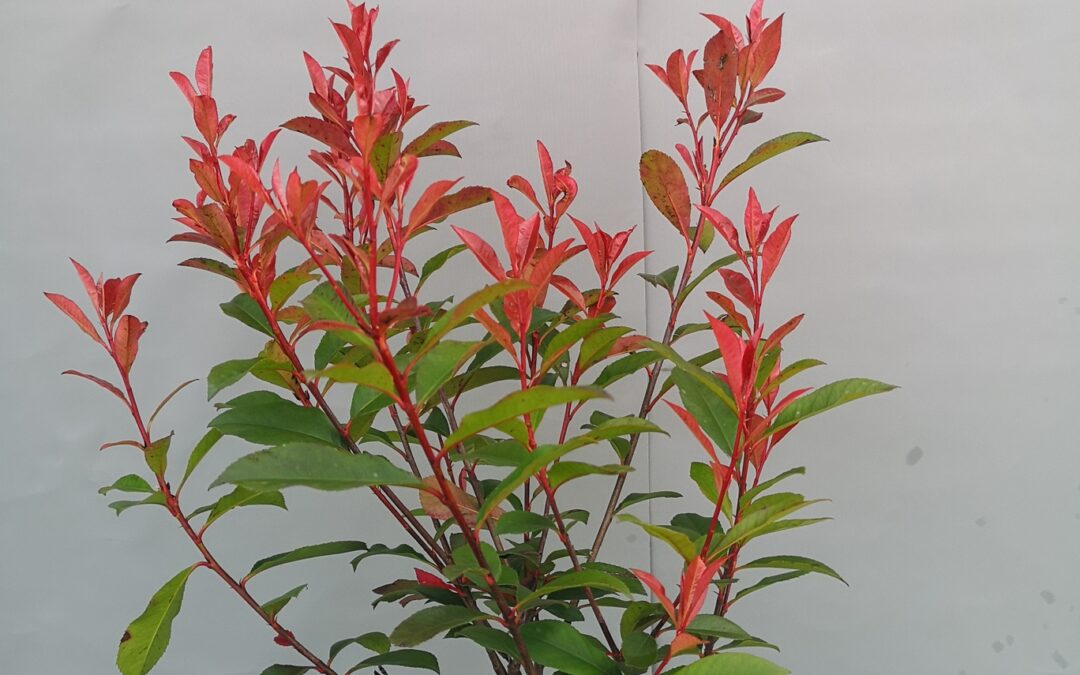 Photinia Carre Rouge