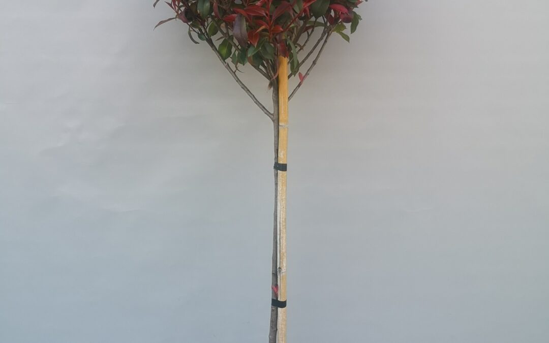 Photinia Carre Rouge stamm