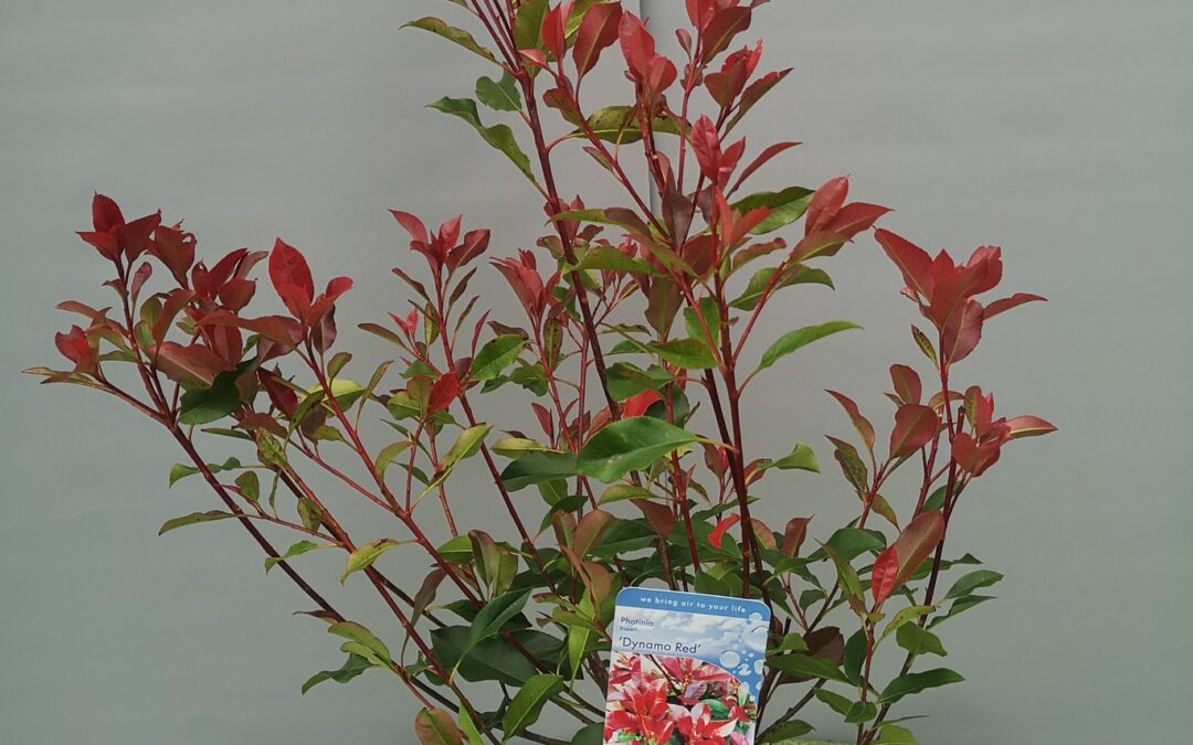 Photinia fr. Dynamo Red