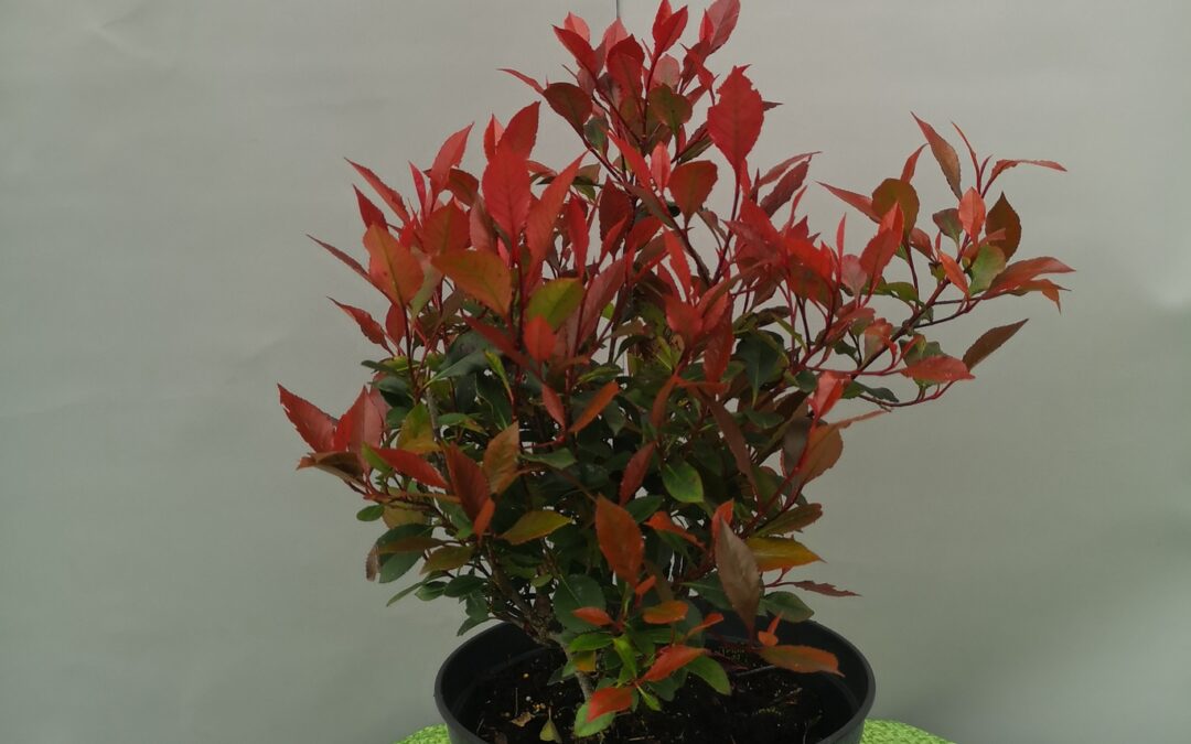 Photinia little Red Robin
