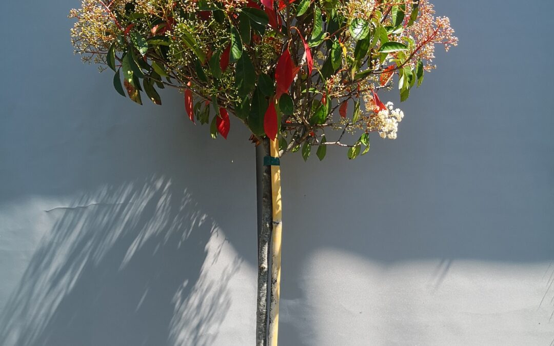 Photinia Red Robin stamm