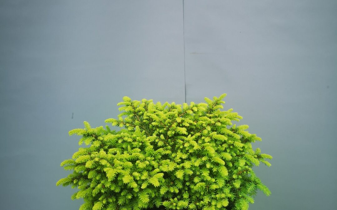 Picea abies little gem