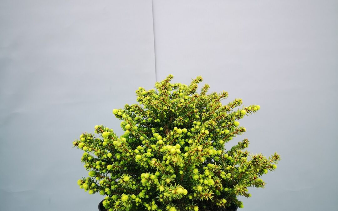Picea glauca Alberta globe
