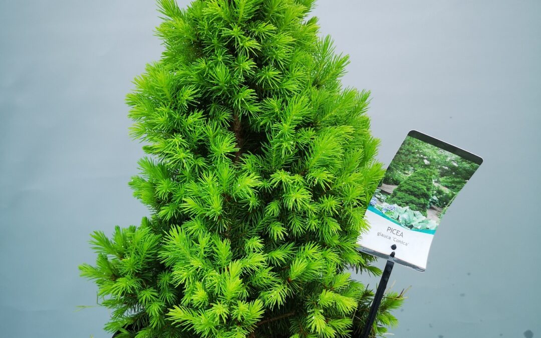 Picea glauca Conica