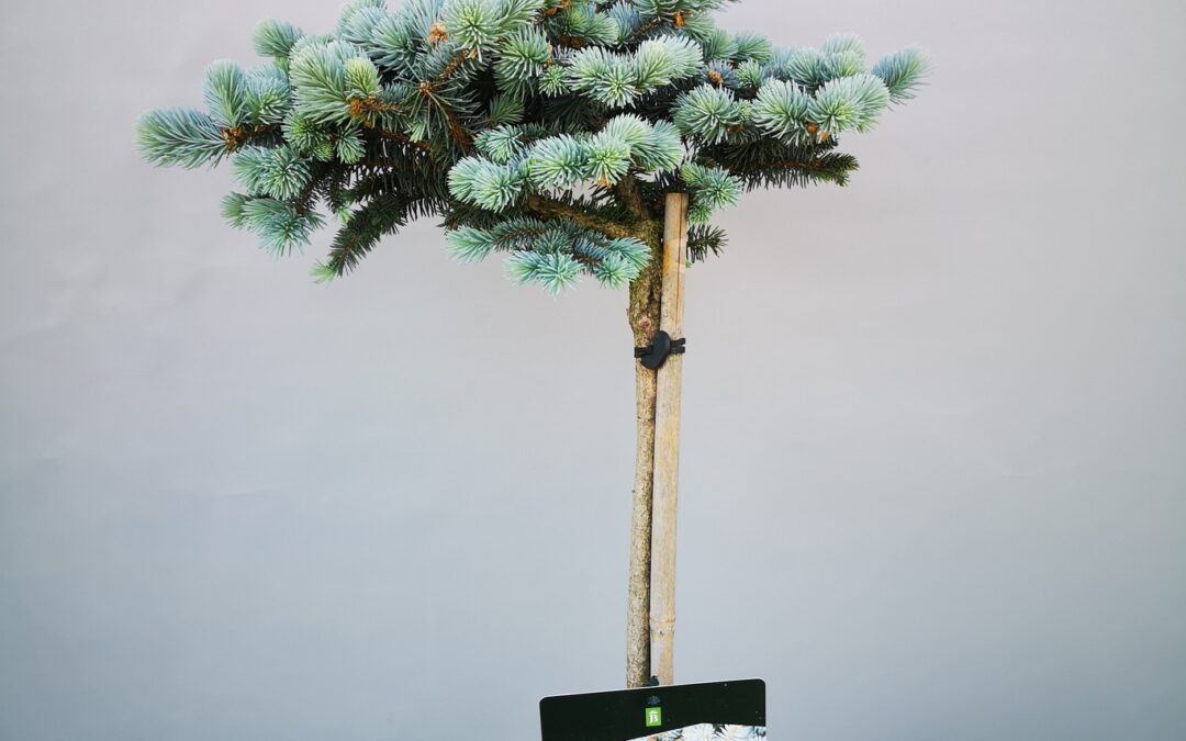 Picea pungens glauca globosa stamm