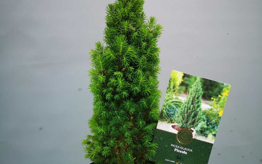 Picea glauca Piccolo