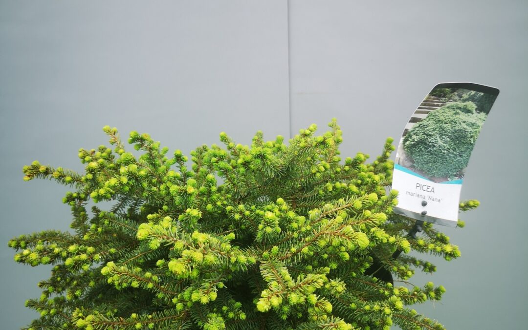 Picea Marianne nana