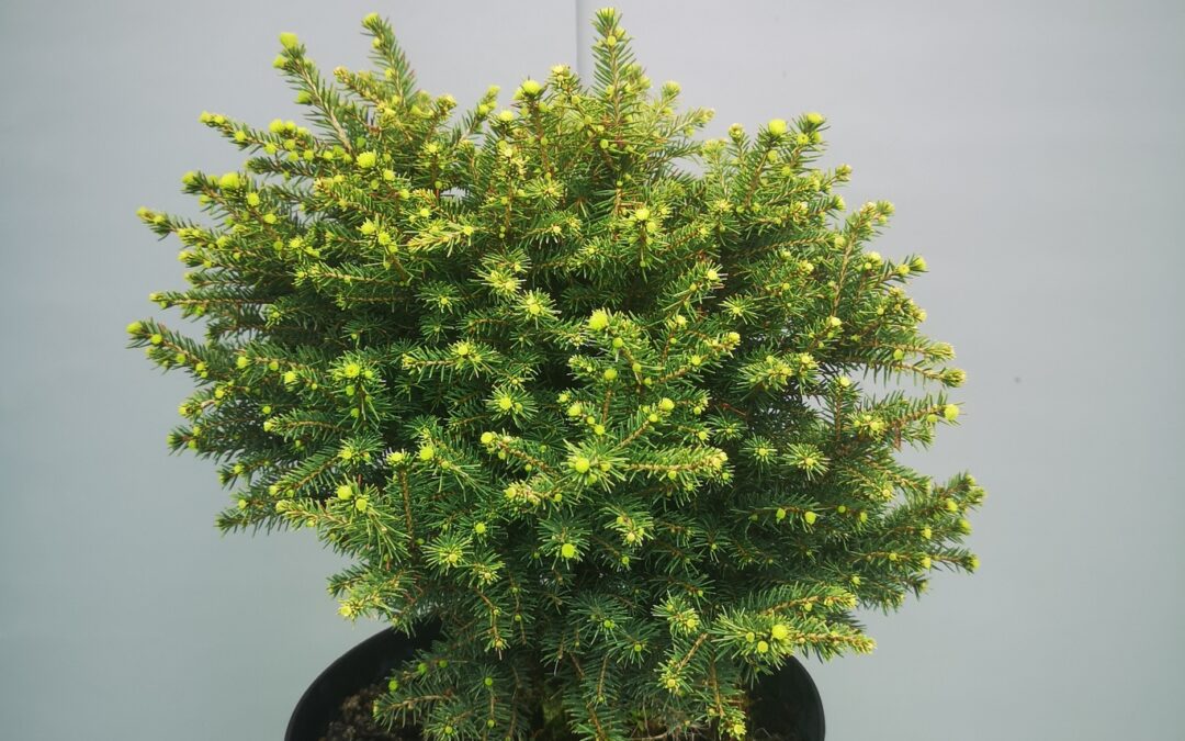 Picea omorika Karel