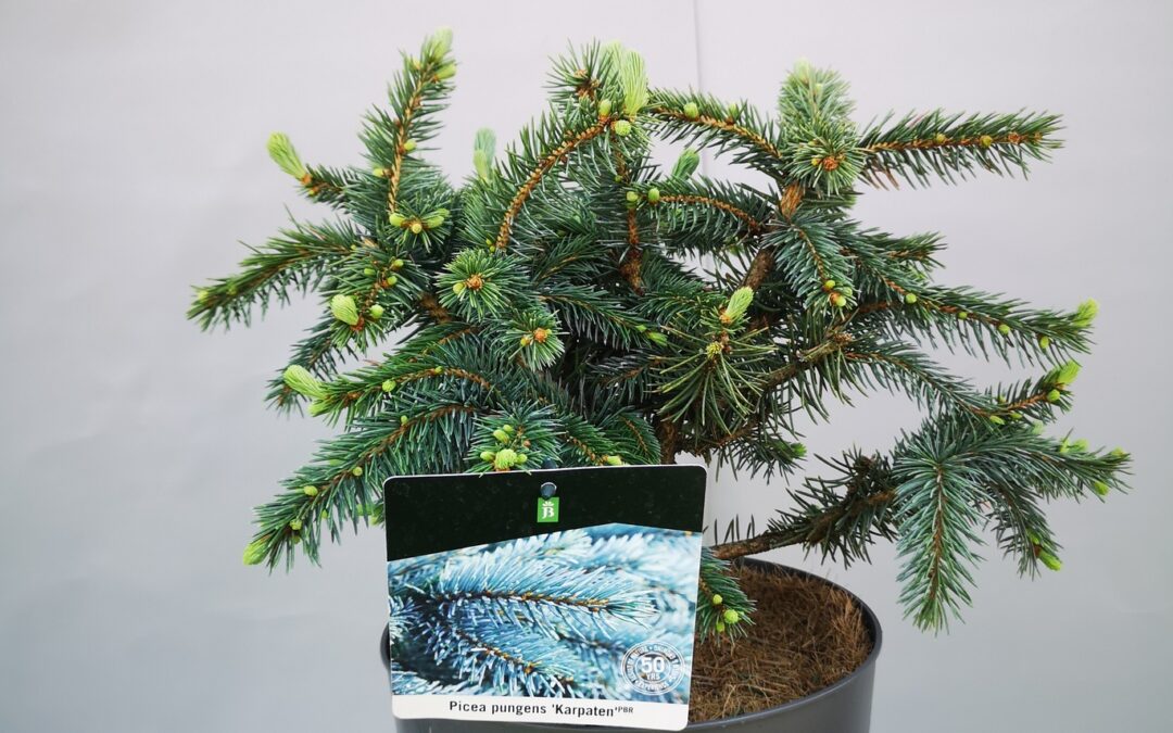 Picea pungens Karpaten