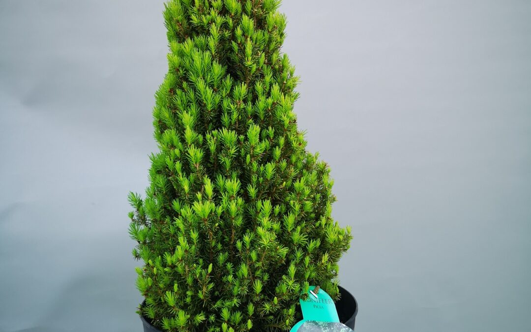 Picea glauca Zuckerhut