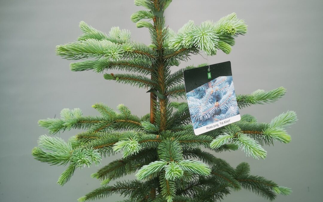 Picea pungens Fat Albert