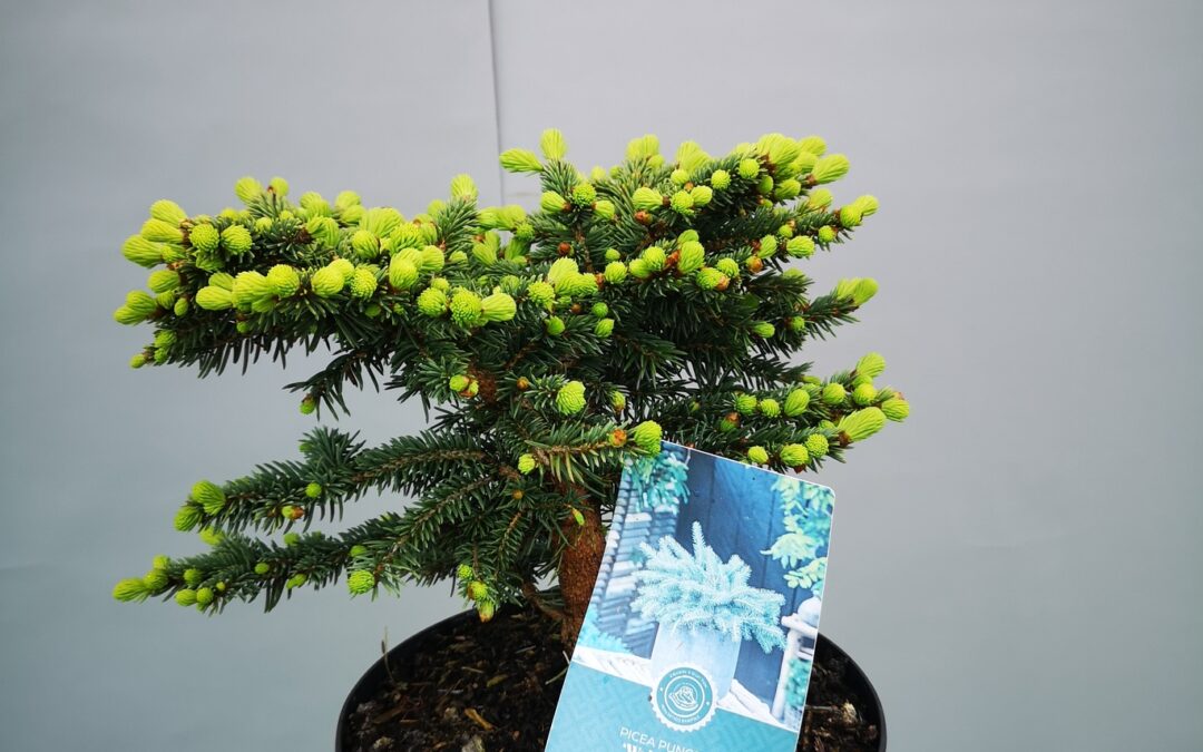 Picea pungens Waldbrunn