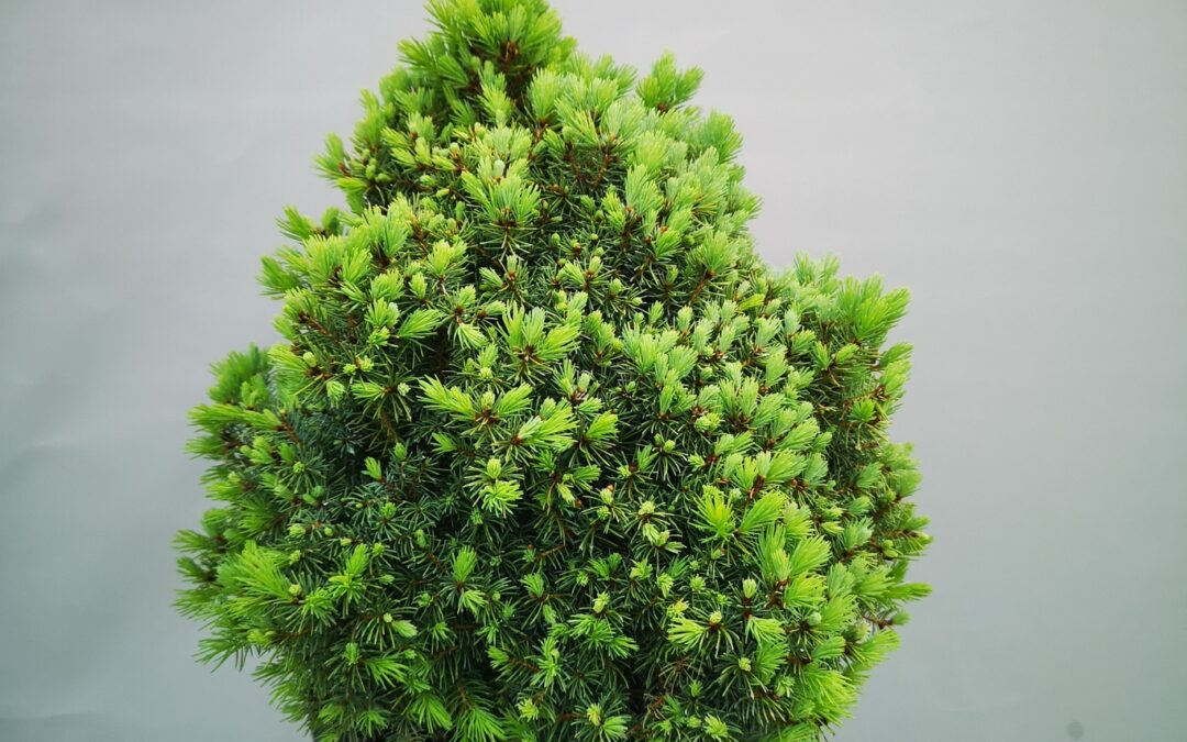 Picea glauca Sanders blue