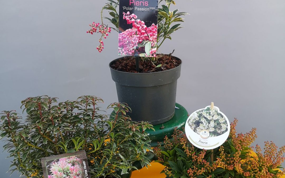 Pieris jap. Little Heath, Polar Passion i Prelude