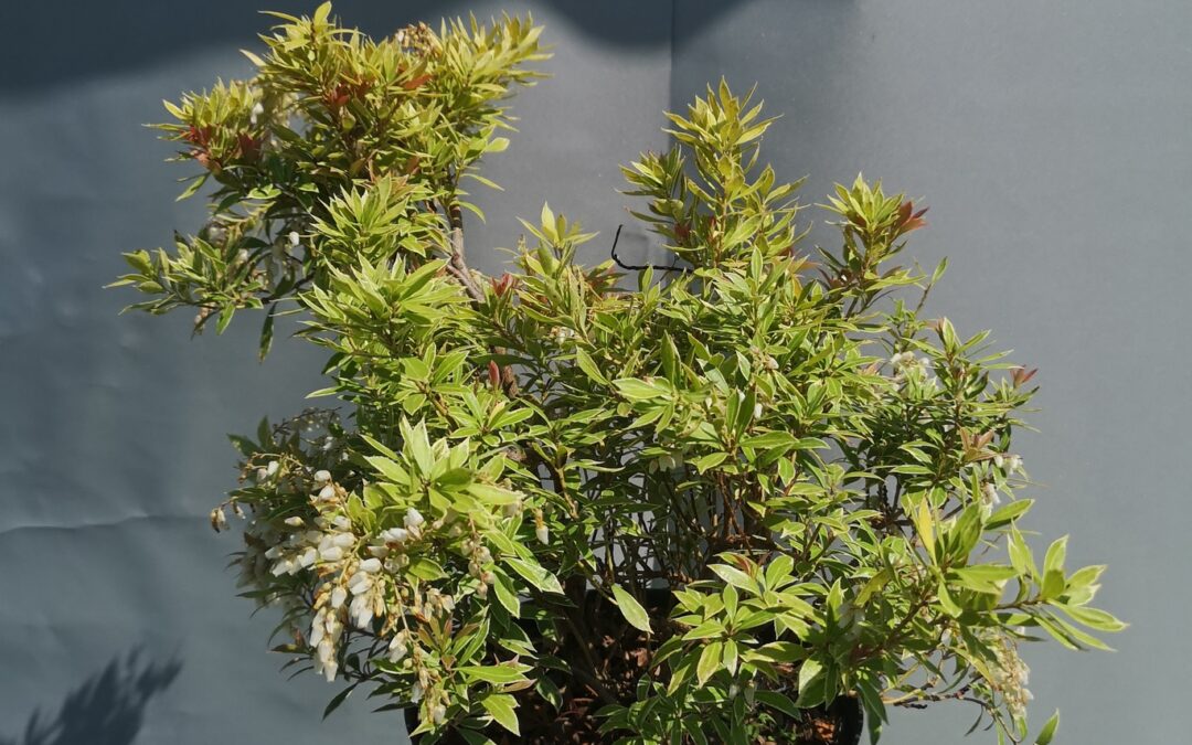 Pieris jap. debutante