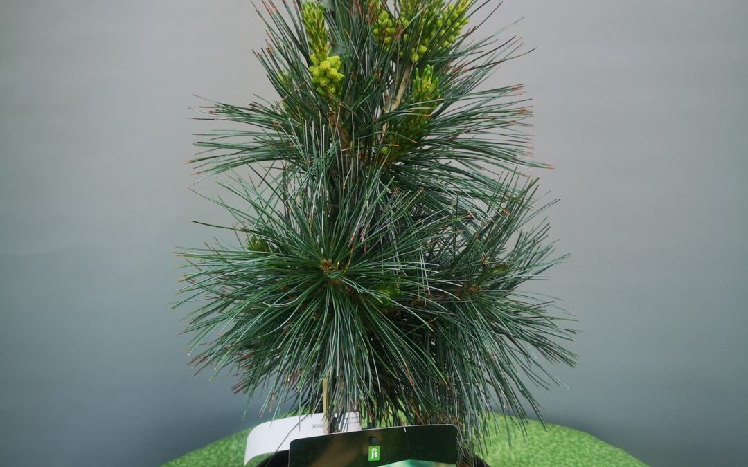 Pinus flex. Vanderwolf’s Pyramid