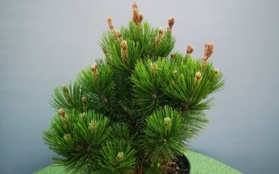 Pinus Compact Gem
