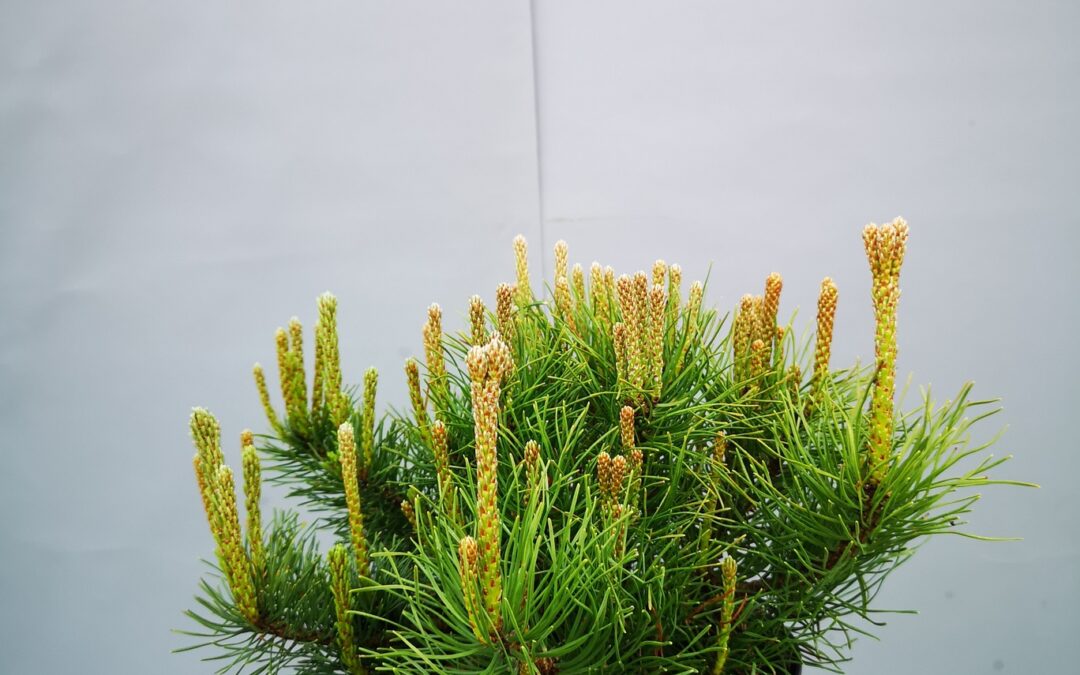 Pinus mugo mughus + pumilio
