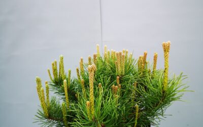 Pinus mugo mughus + pumilio