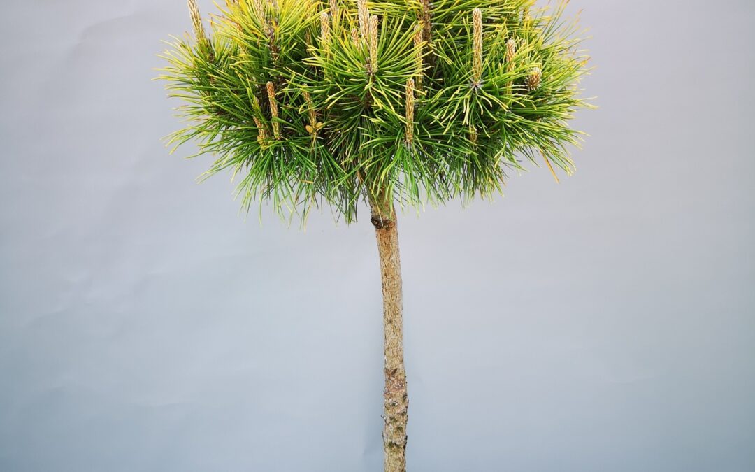 Pinus mugo Winter gold stamm