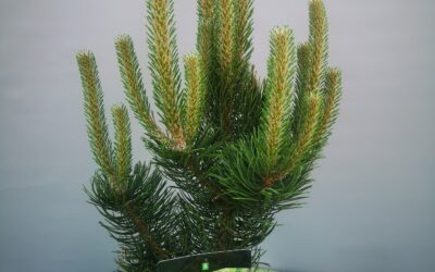 Pinus nigra Oregon green