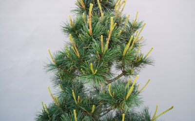 Pinus parv. Negishi