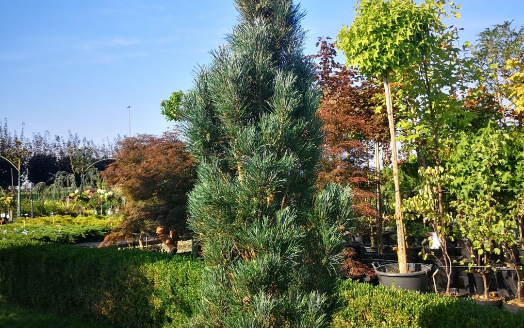 Pinus Sylvestris Fastigiata