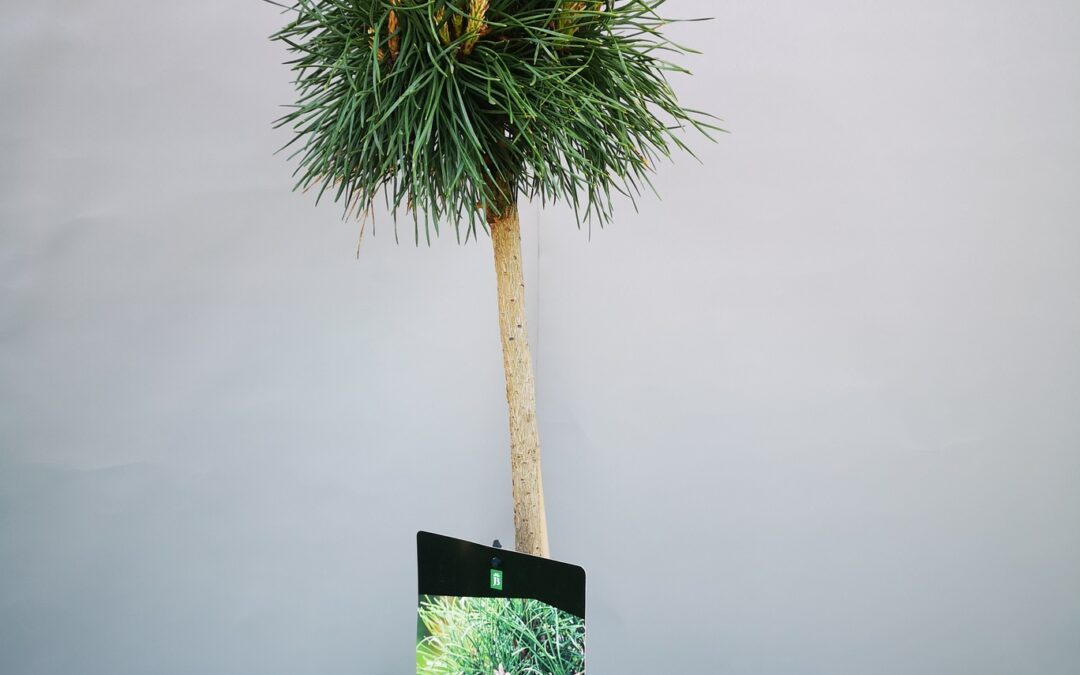 Pinus syl. Blue Pearl stamm