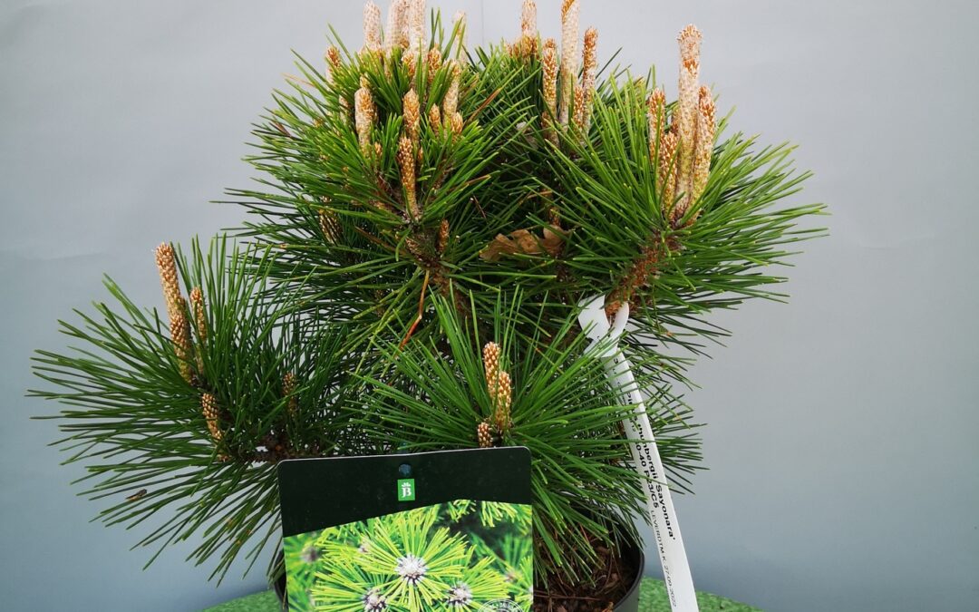 Pinus thun. Sayonara