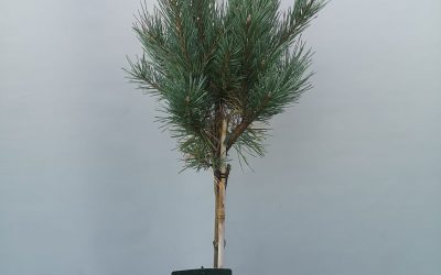 Pinus sylv. Watereri stamm