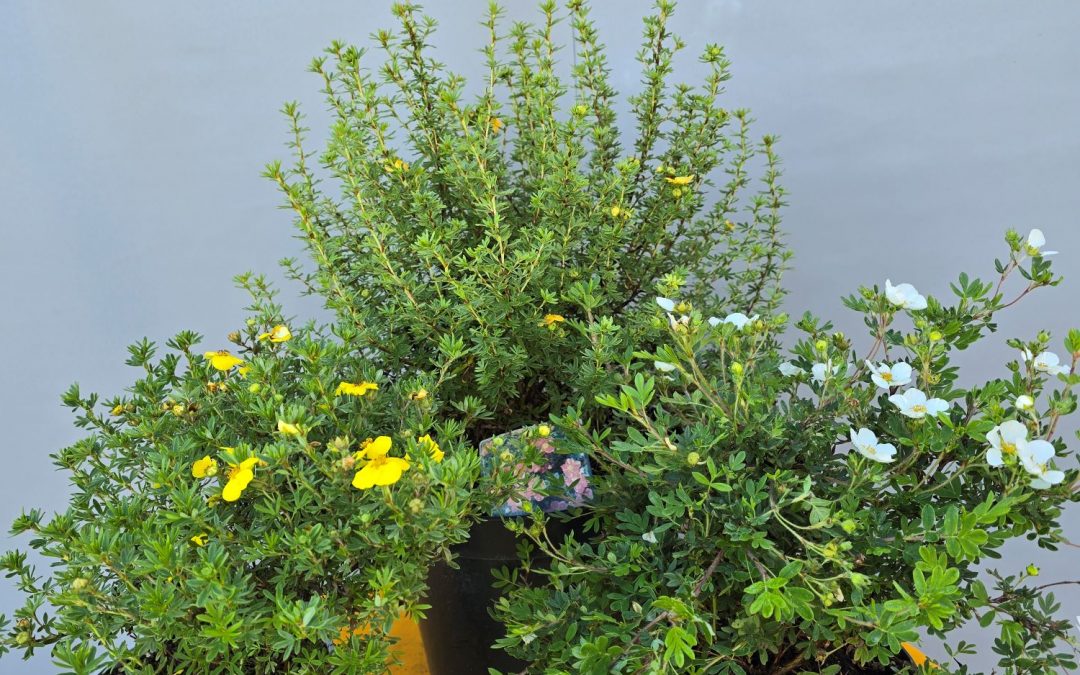 Potentilla fruticosa
