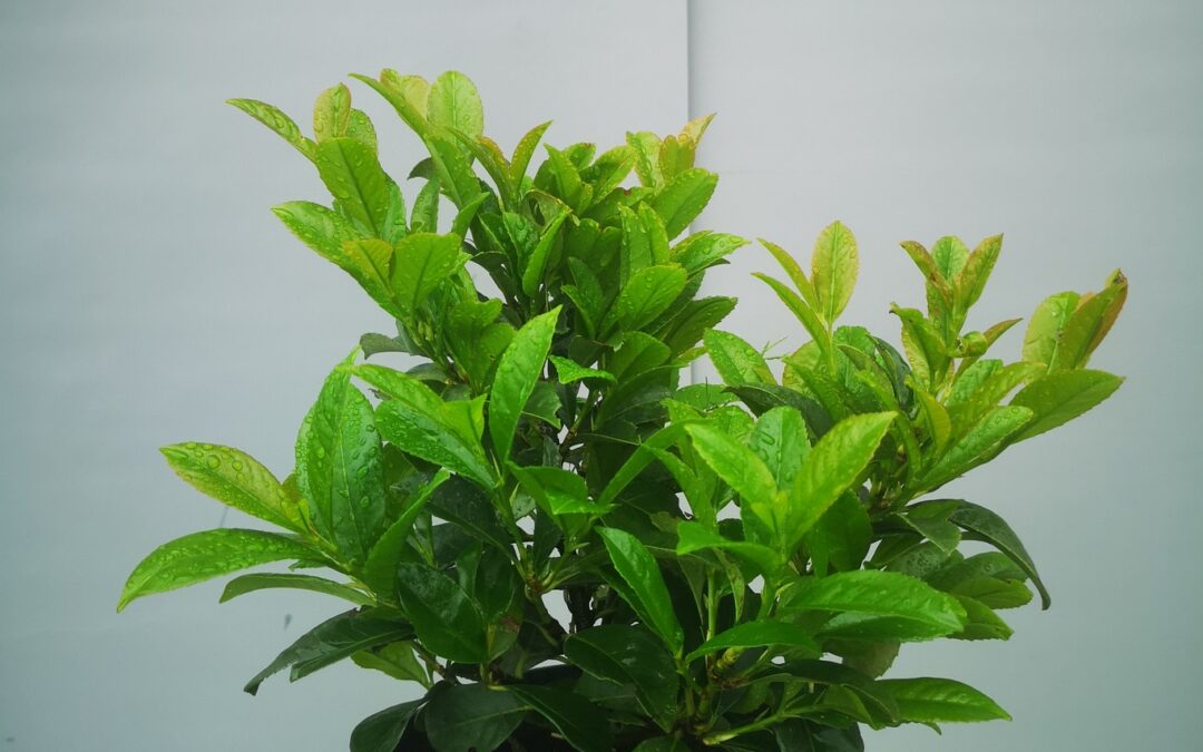Prunus lauroceras Etna