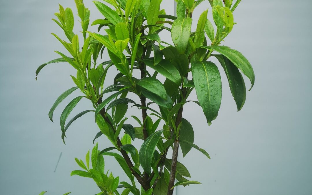 Prunus laurocerasus Herbergi