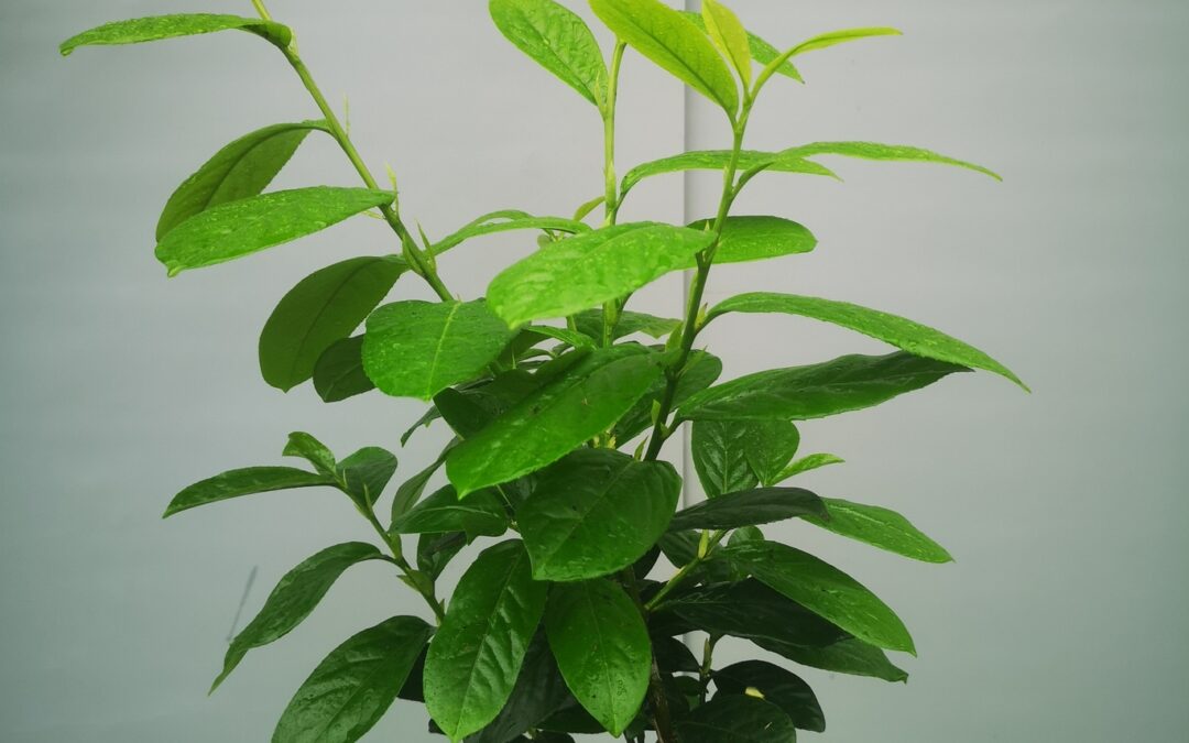 Prunus laurocerasus Novita