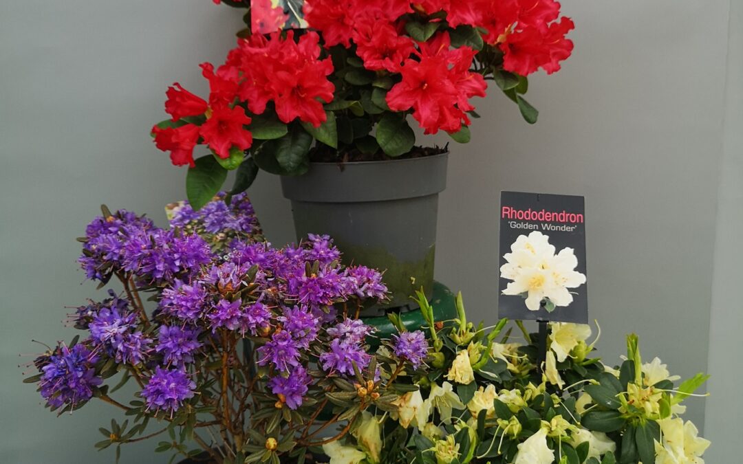 Azalea (japanska mini ruža)