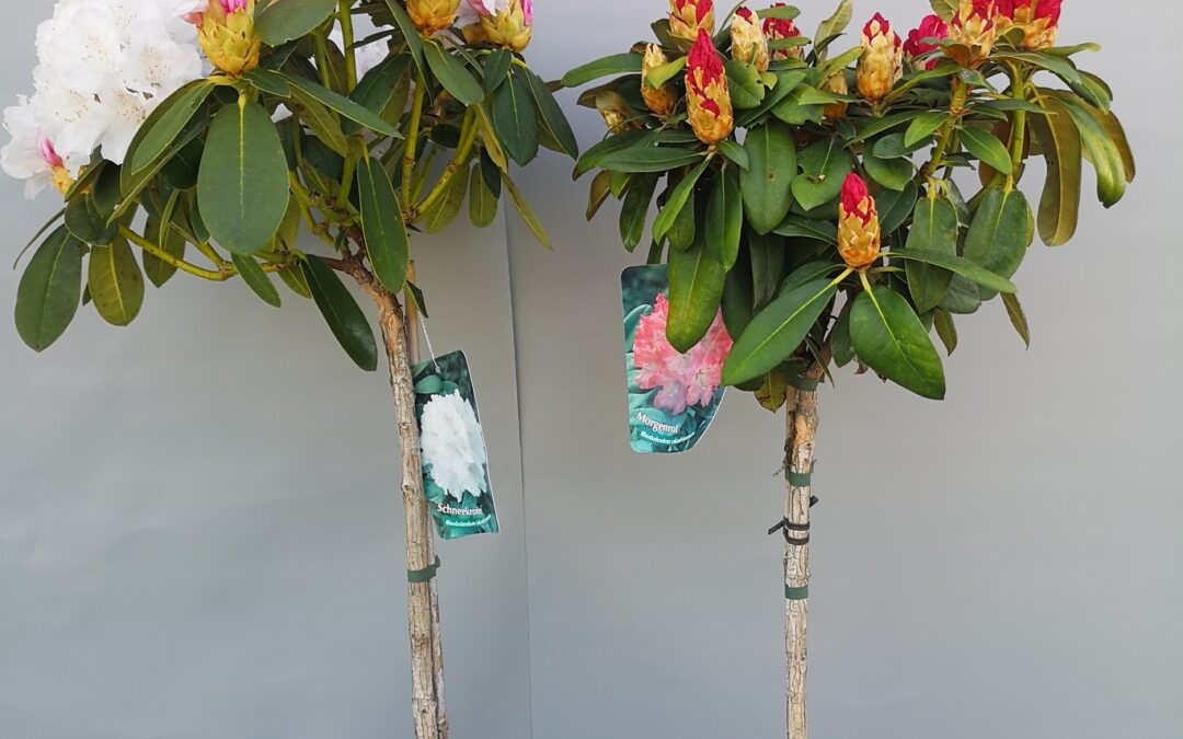Rhododendron stamm