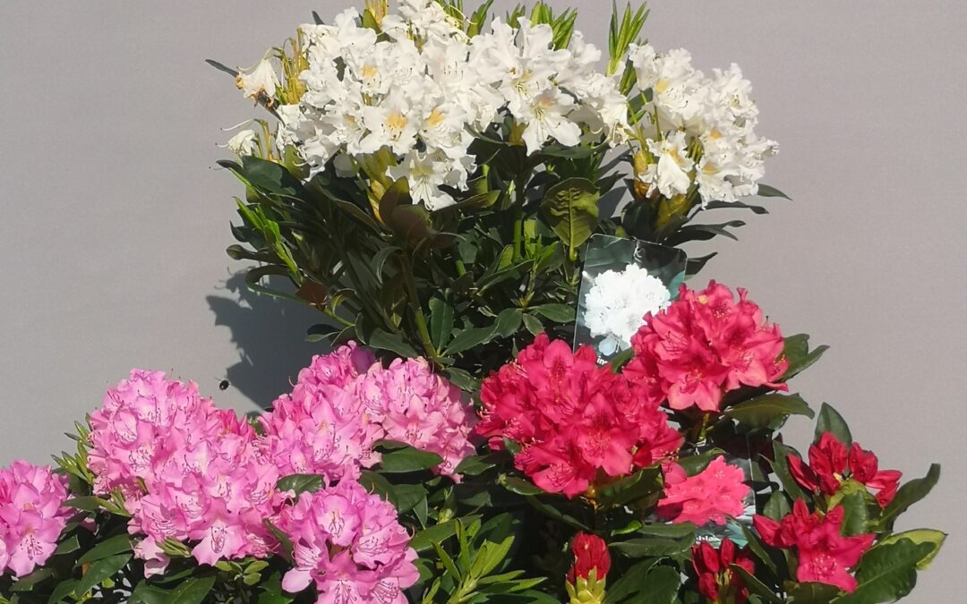 Rhododendron