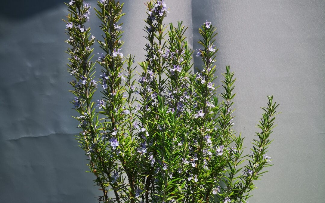 Rosmarinum officinalis