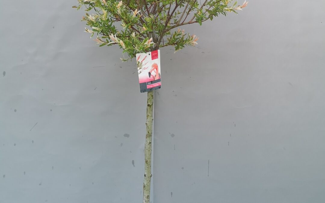 Salix Hakuro Nishiki