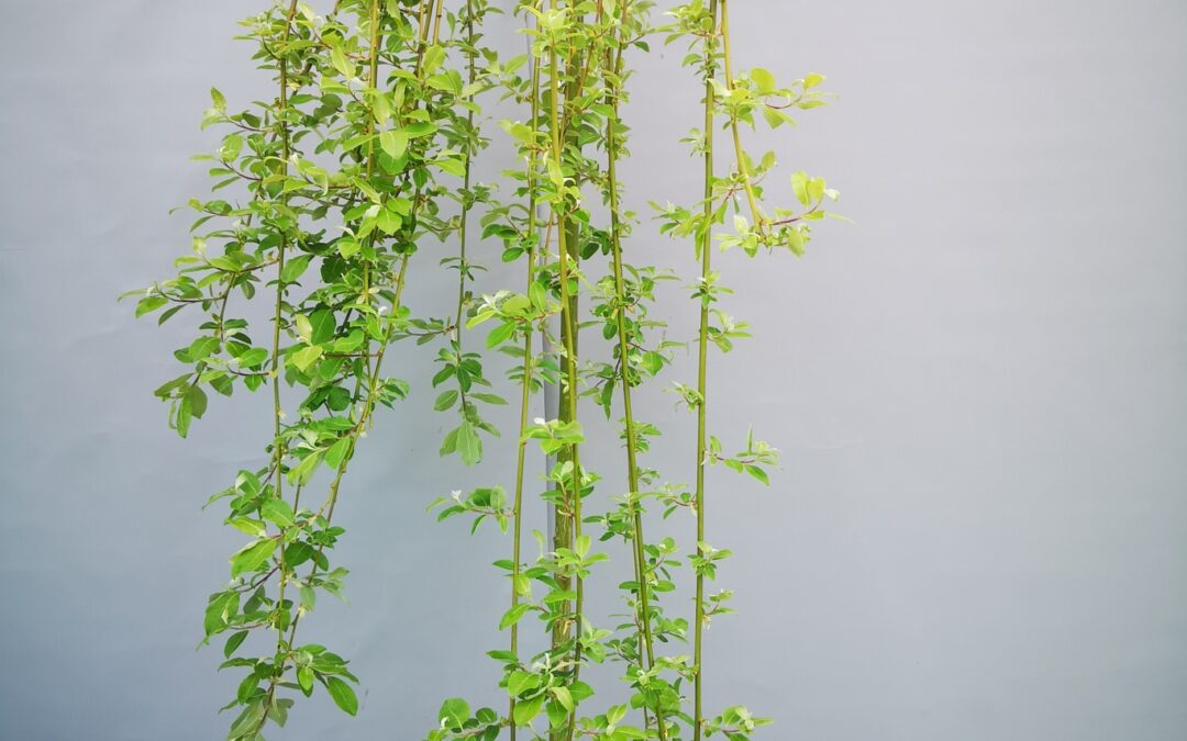 Salix Caprea Kilmarnock