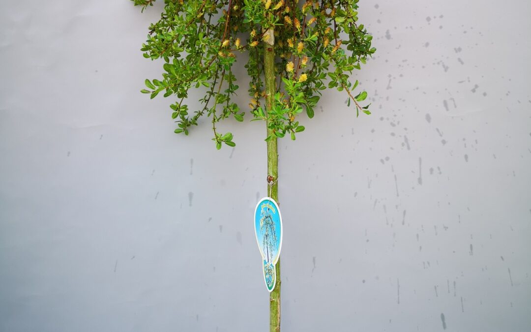 Salix arbuscula