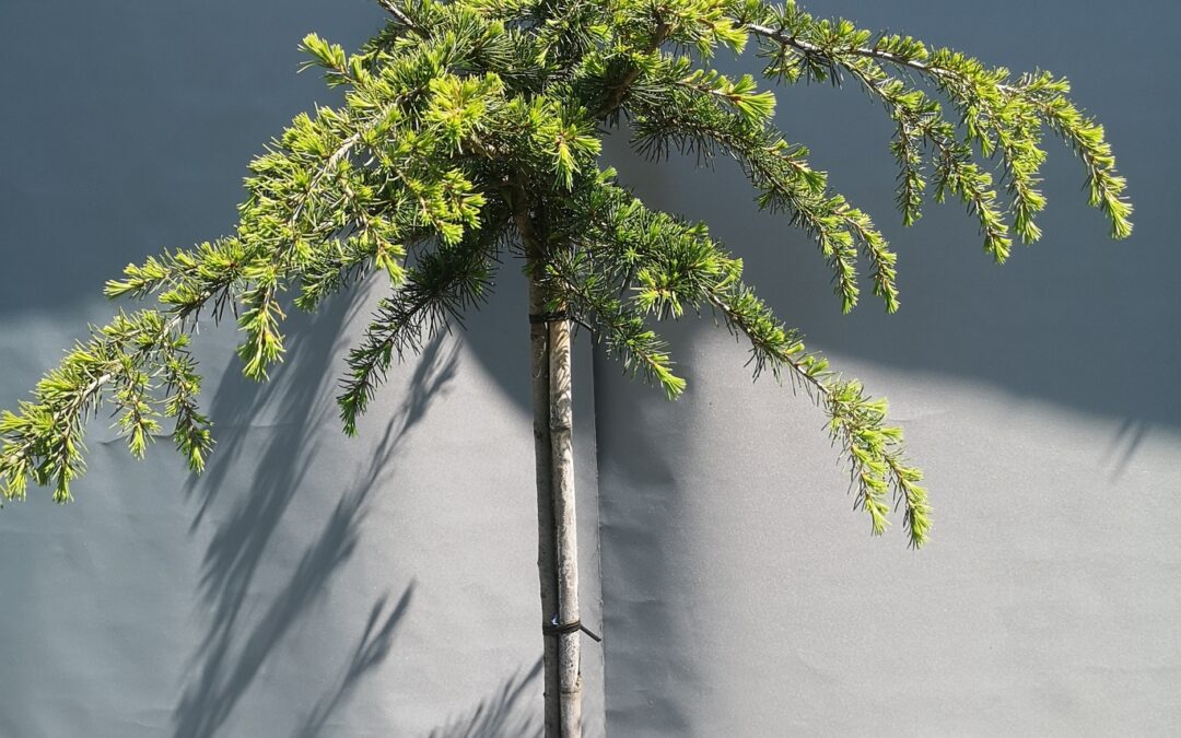 Cedrus Deodara stamm