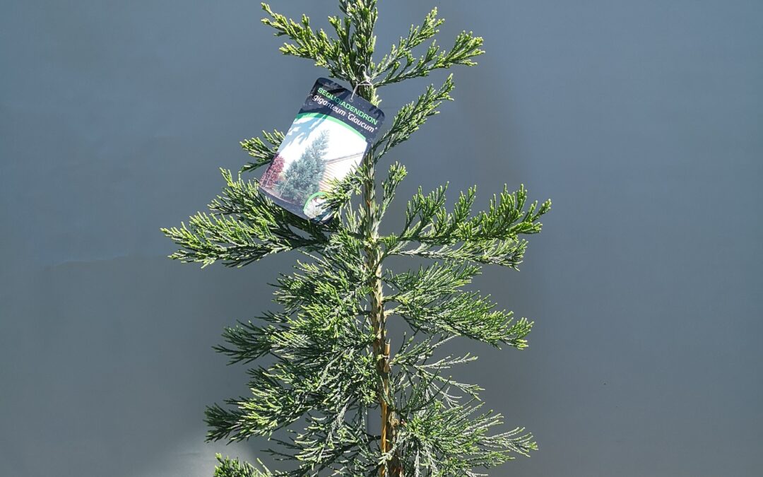 Sequoiadendron (glauca, pendula)