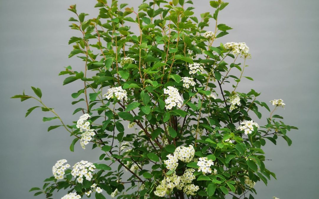 Spiraea vanhouteii