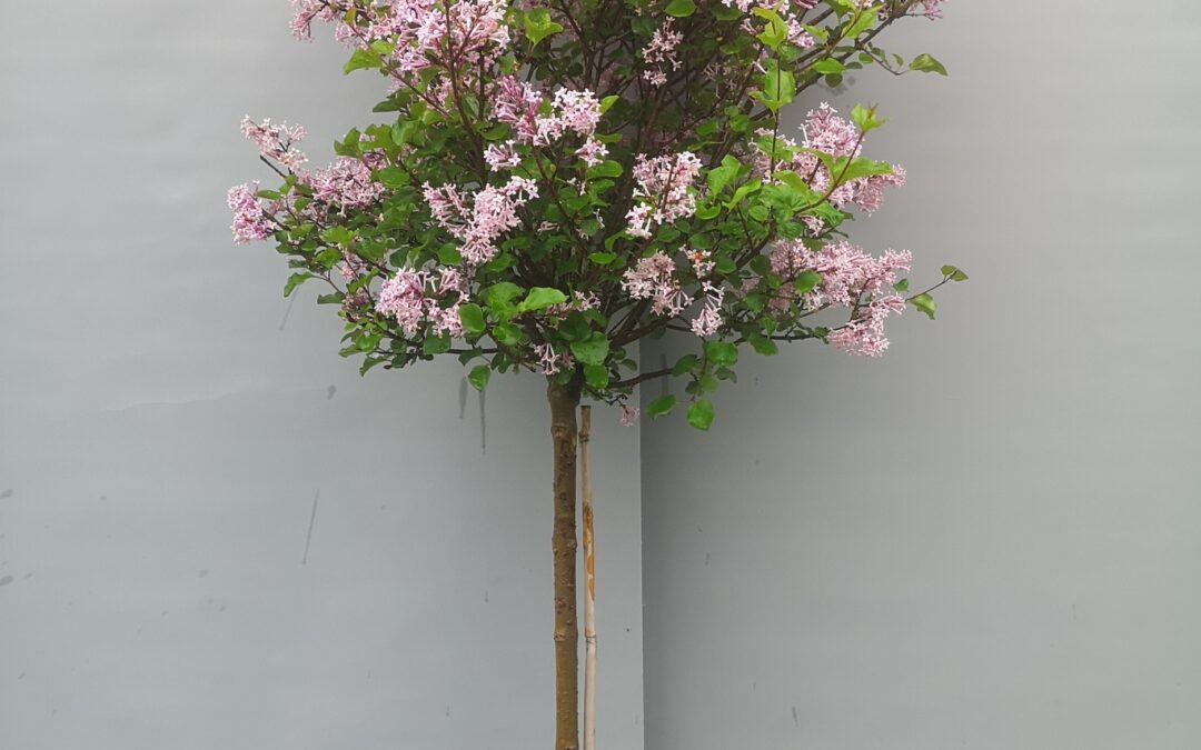 Syringa stamm