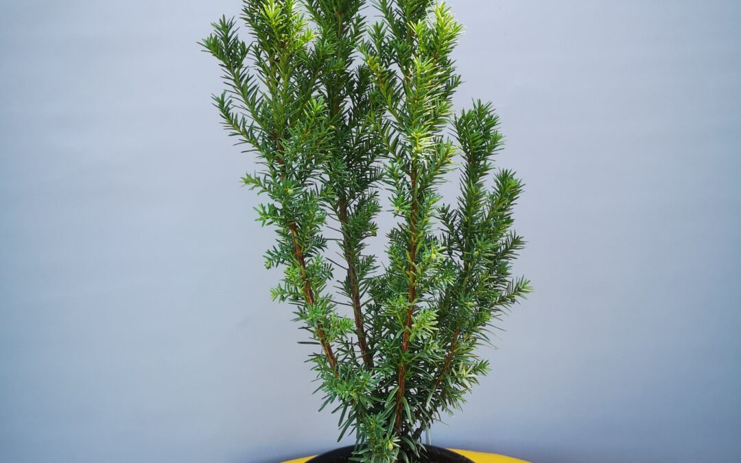 Taxus media Hilly + Hicksi